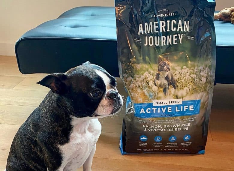 A Boston Terrier with American Journey dog food