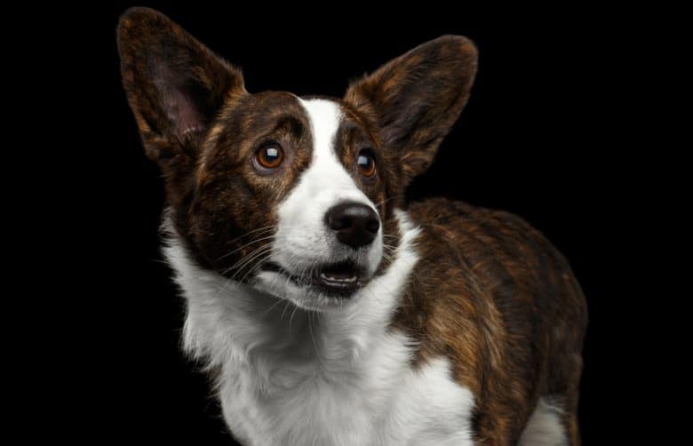 A brindle and white Cardigan Welsh Corgi