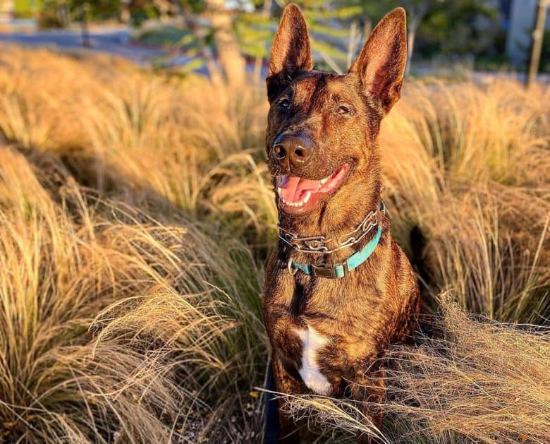 A brindle Belgian Malinois in the middle of tall grasses