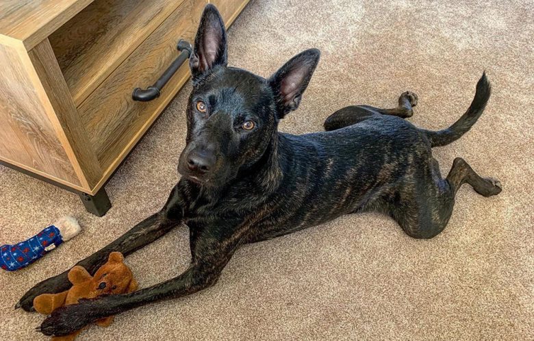 A brindle Belgian Malinois mix playing indoor