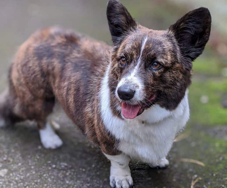A brindle Cardigan Welsh Corgi dog