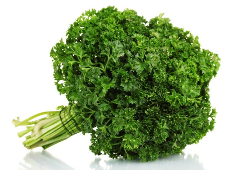 A bundle of parsley on white background