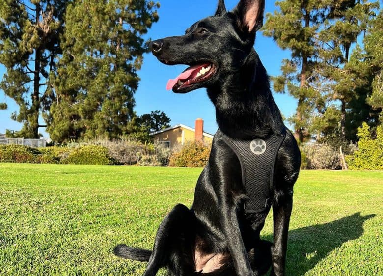 A charming black Belgian Malinois sitting under the sun