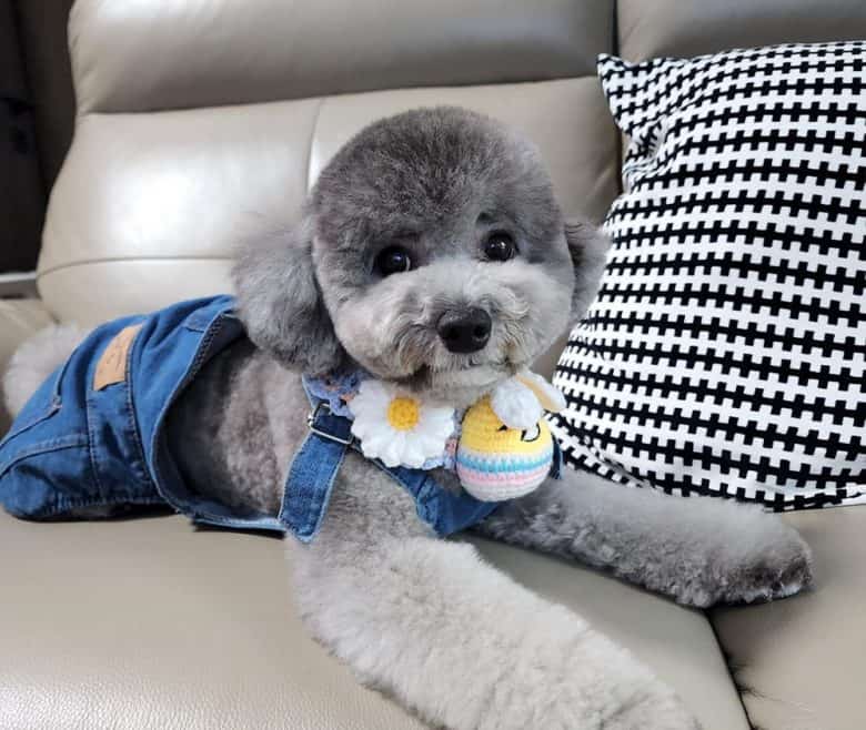 A charming boy Poodle wearing a jumper