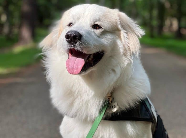A charming portrait of a Great Pyrenees dog