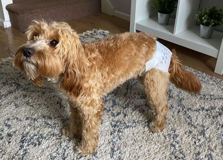 A Cockapoo dog wearing a diaper