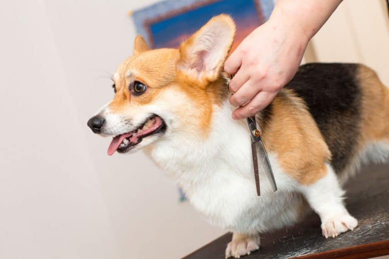 A Corgi dog being groomed