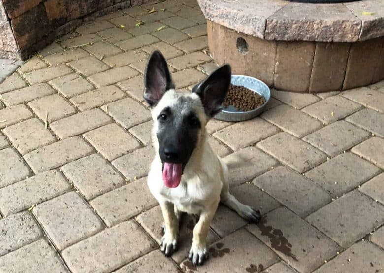 A color cream Belgian Malinois dog sitting near the kibble food