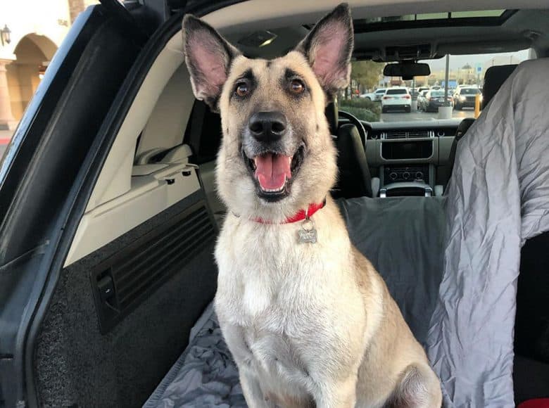 A cream sable Belgian Malinois inside the car