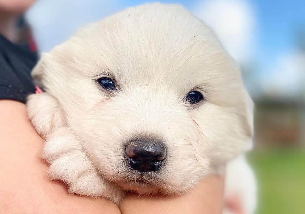 A cute Great Pyrenees puppy held by the new owner