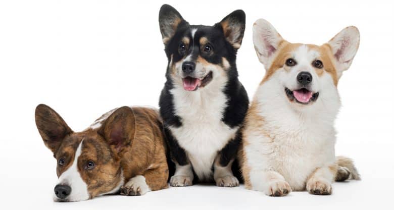 Different colors of Pembroke Welsh Corgi dog