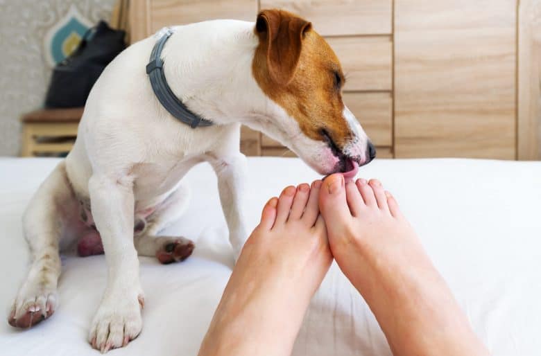 Dog licking his owner's toes