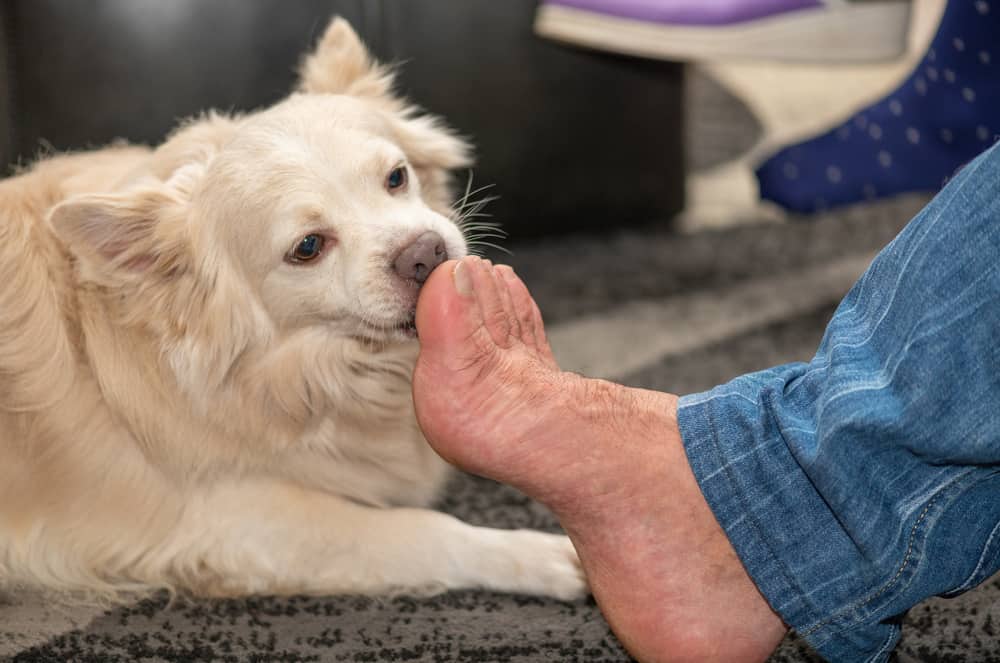 Dog licking man's feet at home