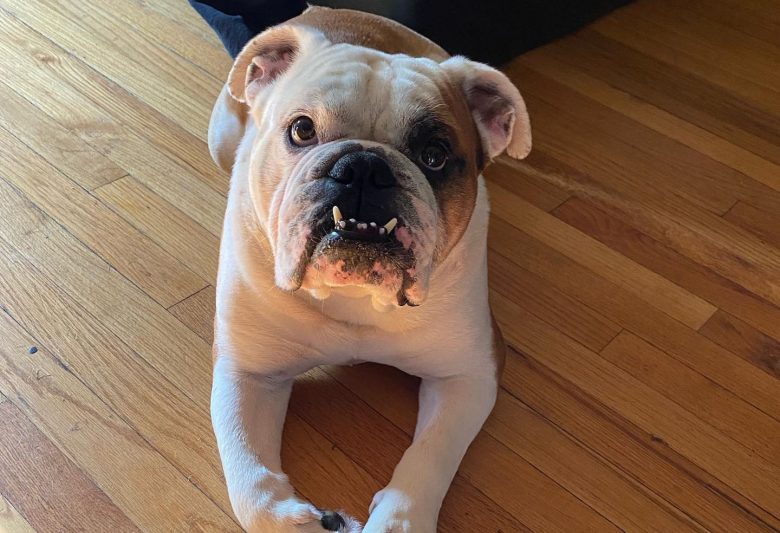 An English Bulldog begging for food