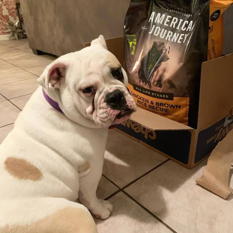 An English Bulldog with American Journey dog food