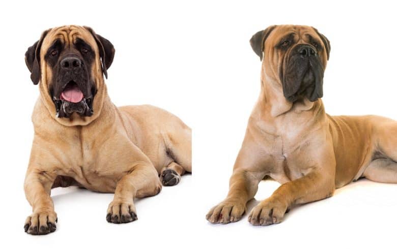 English Mastiff vs Bullmastiff dog