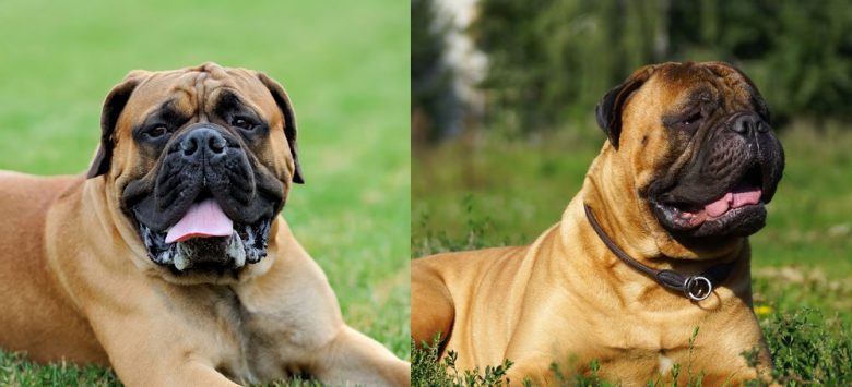 English Mastiff and a Bullmastiff dog