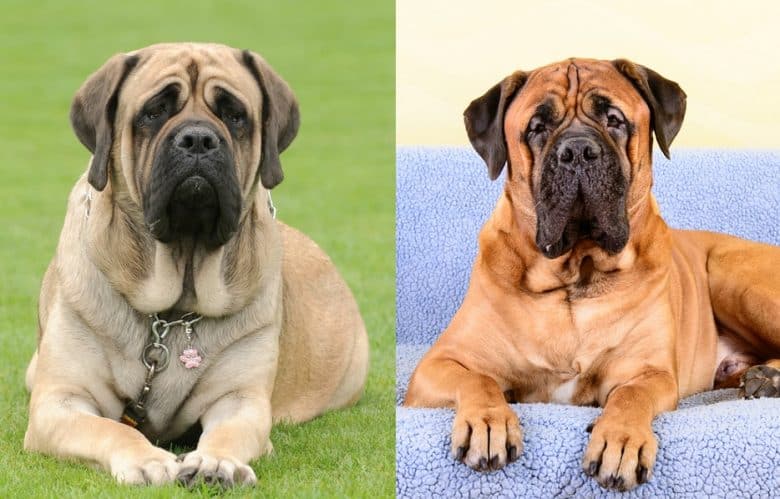 English Mastiff vs Bullmastiff average size