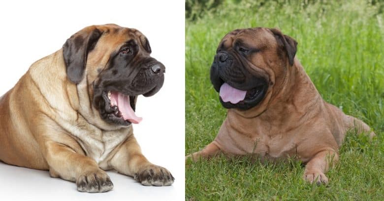 English Mastiff vs Bullmastiff dog popularity