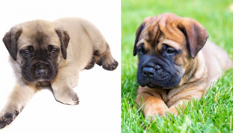 English Mastiff and a Bullmastiff puppy