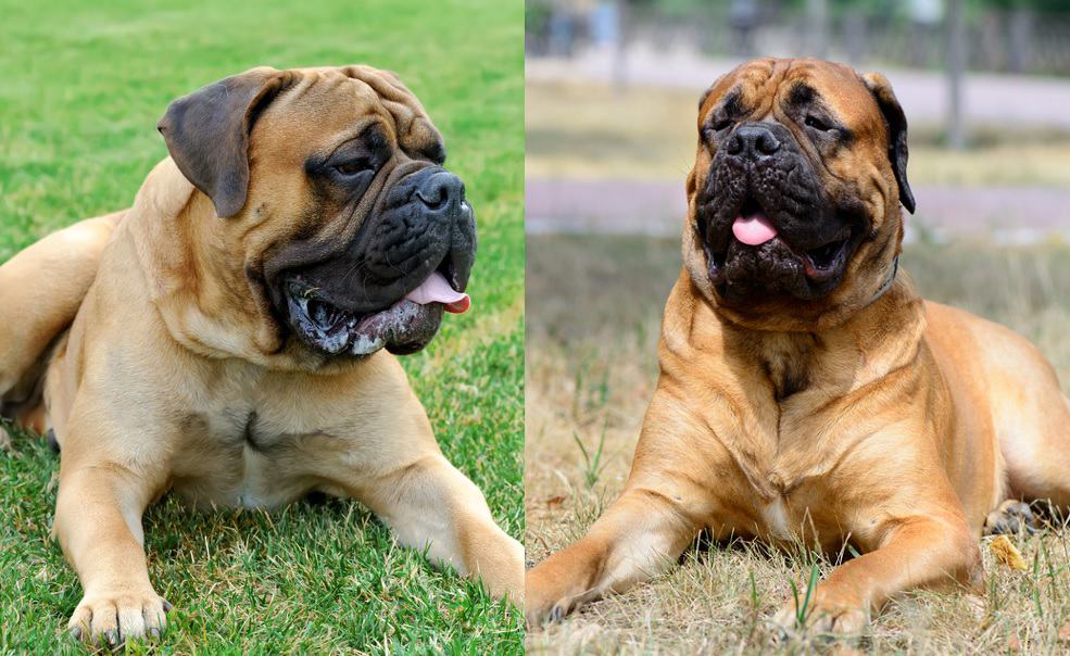 English Mastiff vs Bullmastiff temperament