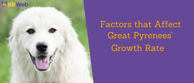 Factors that affect Great Pyrenees' growth rate