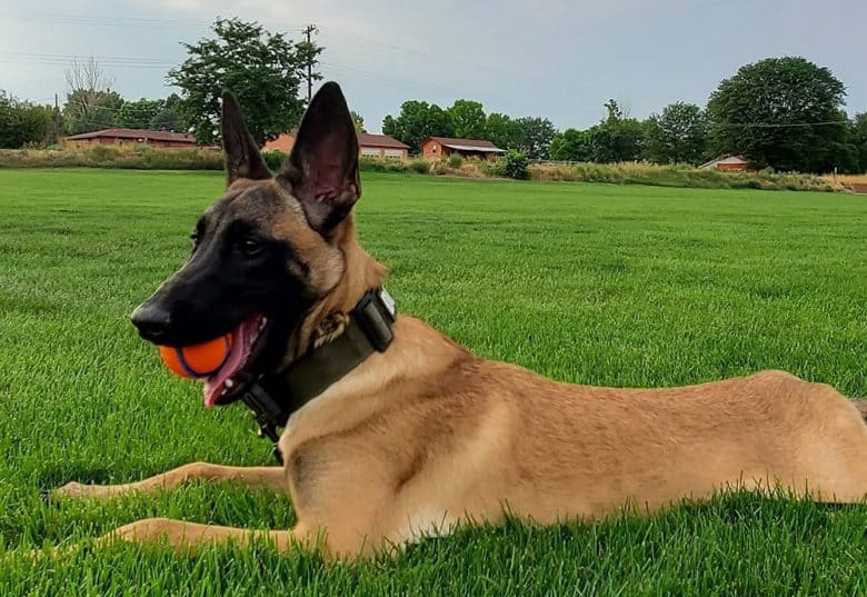 A fawn Belgian Malinois chewing a ball