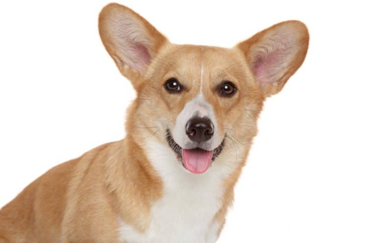 A fawn Pembroke Welsh Corgi dog