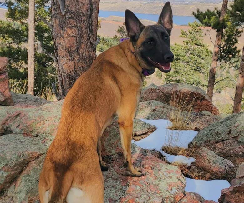 A fawn sable Belgian Malinois