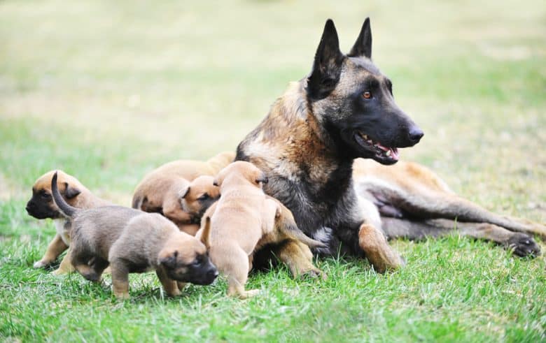 Female Belgian Malinois with puppies