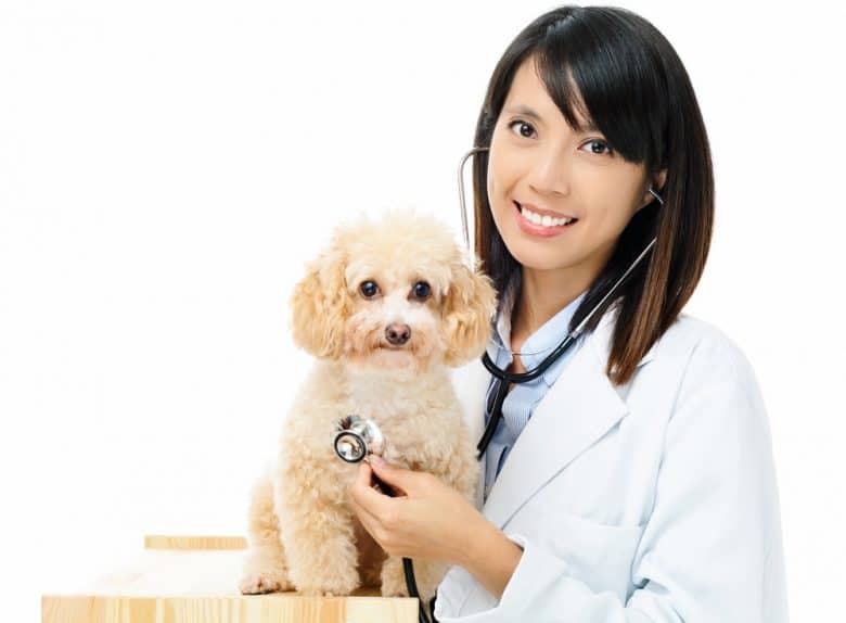 Female veterinarian checking the dog's health