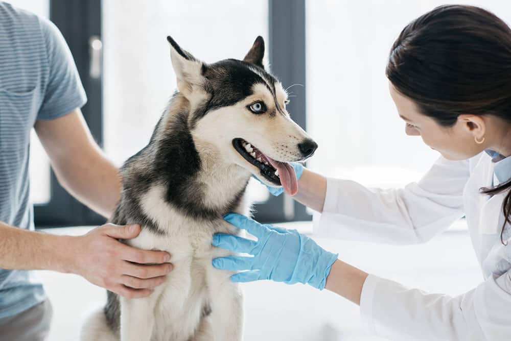 Female veterinarian examining husky in clinic