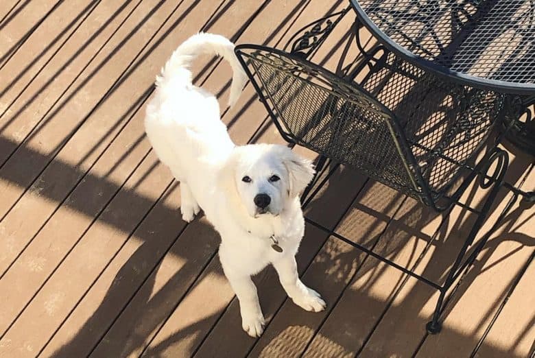 A five-month-old Great Pyrenees puppy looking up