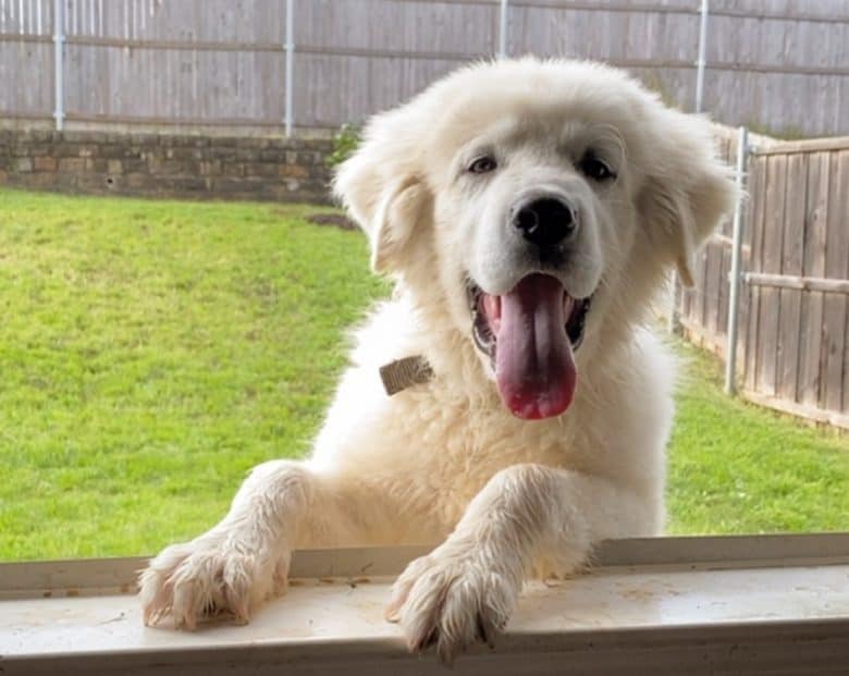 A four-month-old Great Pyrenees puppy