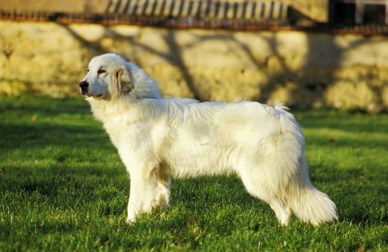 A Great Pyrenees dog standing in the grass