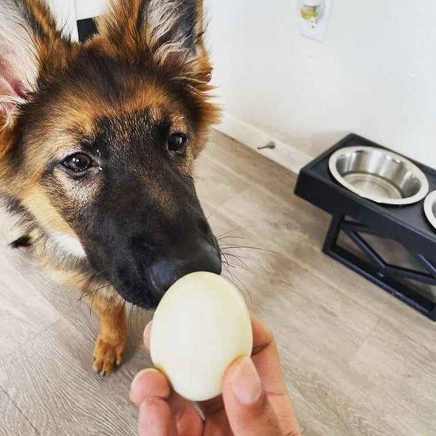 A German Shepherd puppy with egg