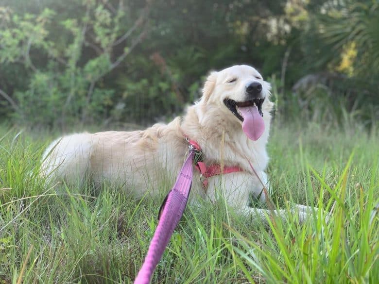 A Great Pyrenees Golden Retriever mix
