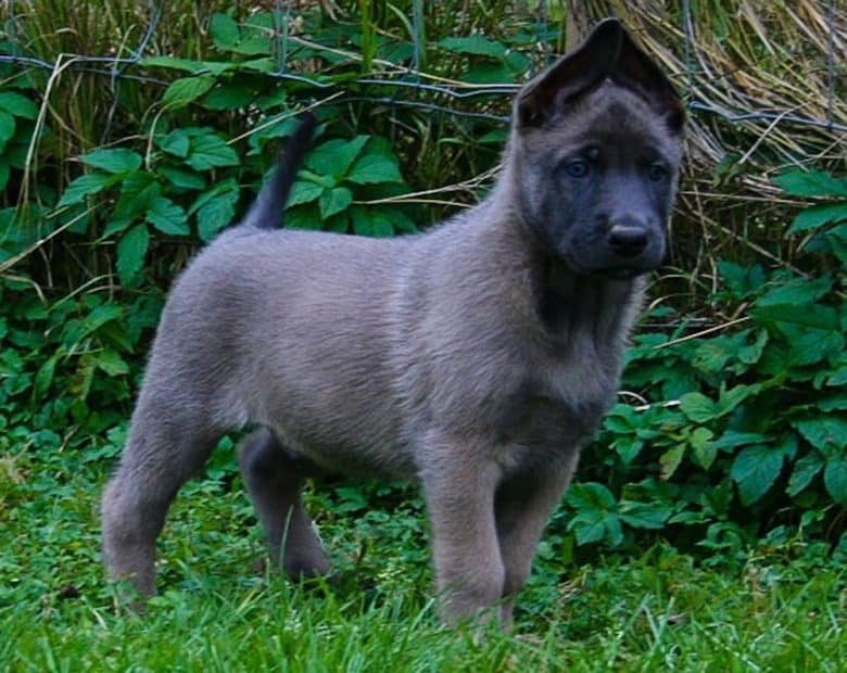 Gray sable Belgian Malinois puppy