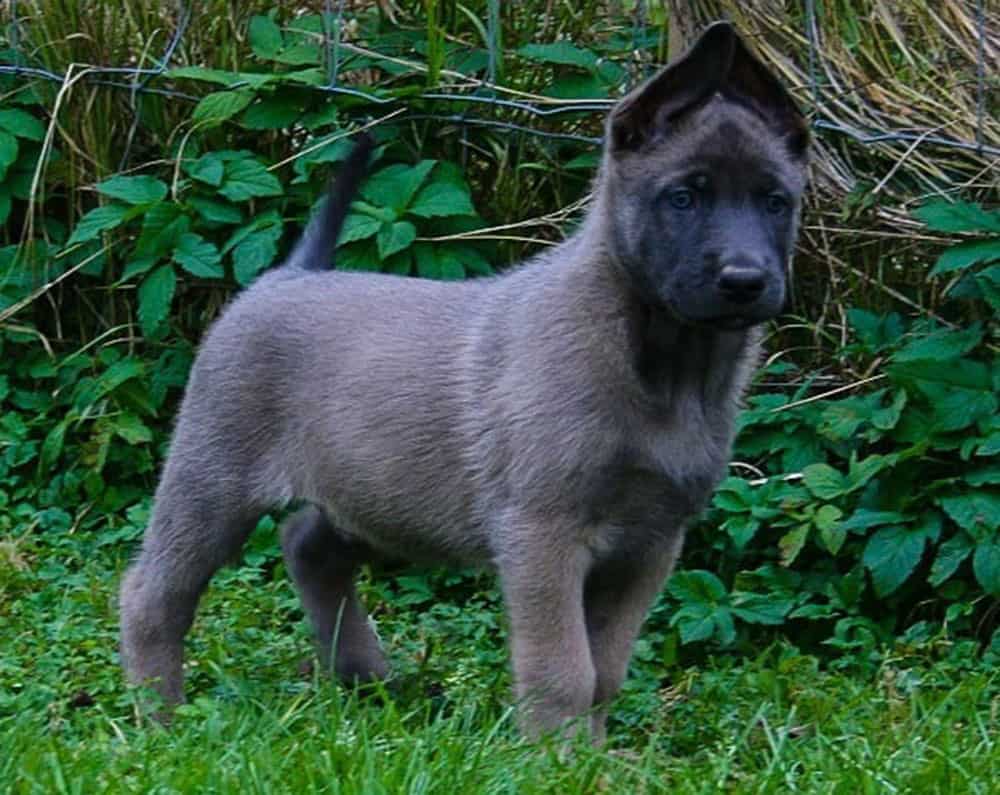 Grey belgian malinois