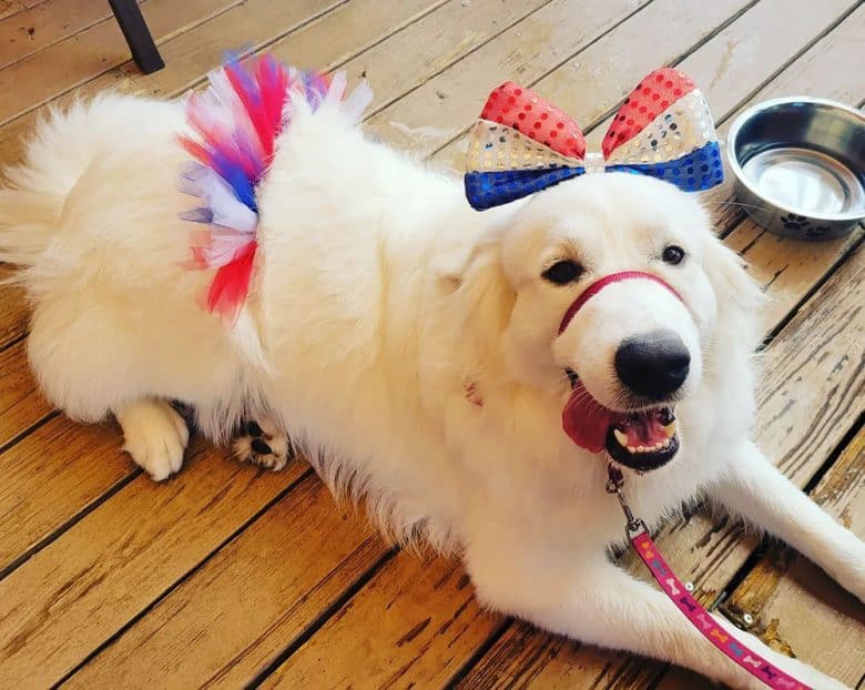 A Great Pyrenees dog celebrating independence day