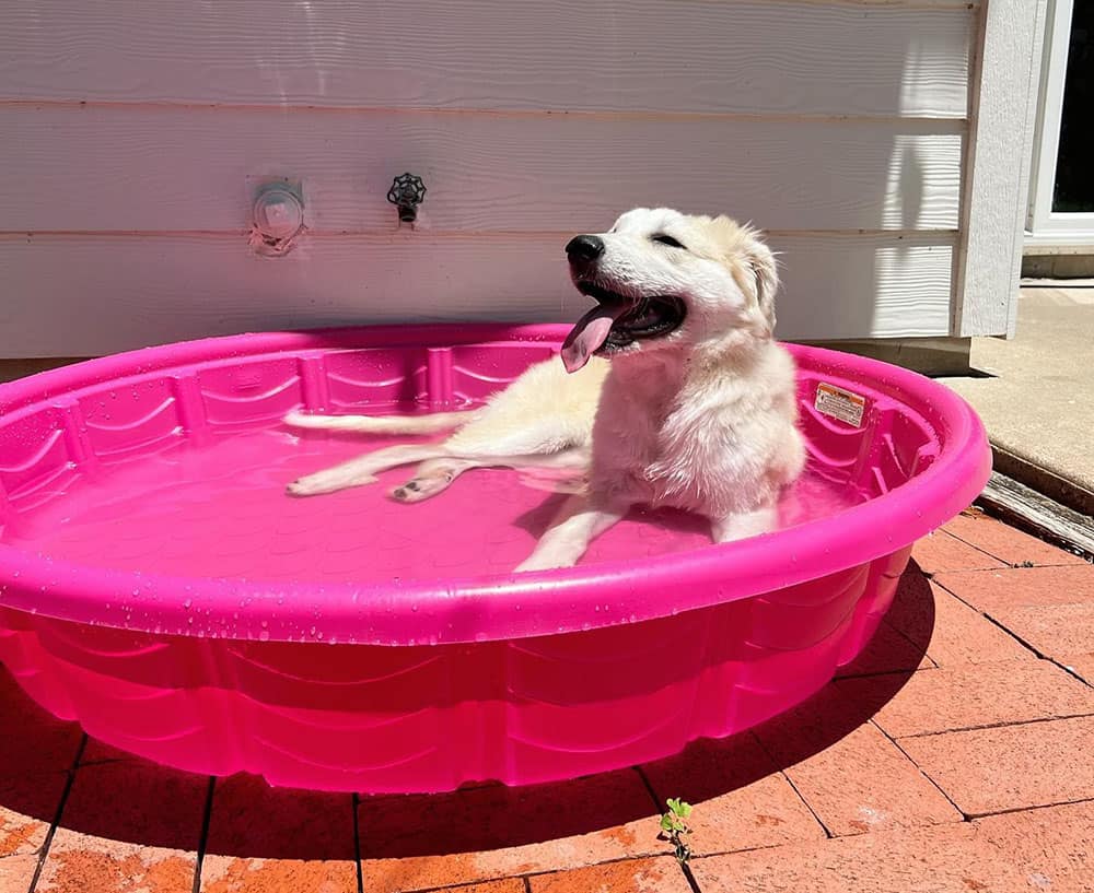A Great Pyrenees dog dipping on its swimming tub