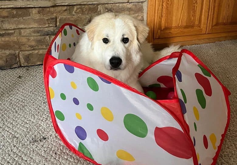 A Great Pyrenees dog laying on its playpen