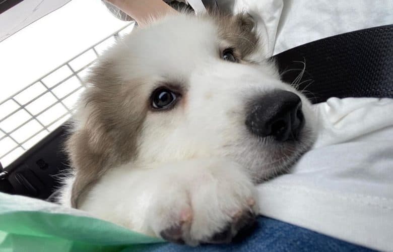 A bored Great Pyrenees dog lying on the crate