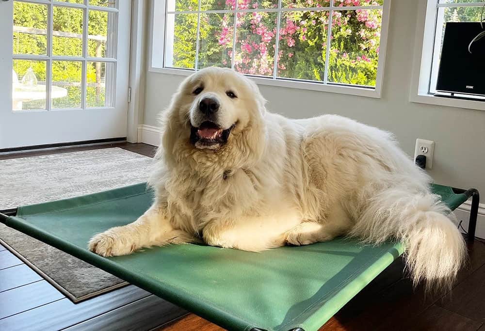 A happy Great Pyrenees lying on its bouncy bed