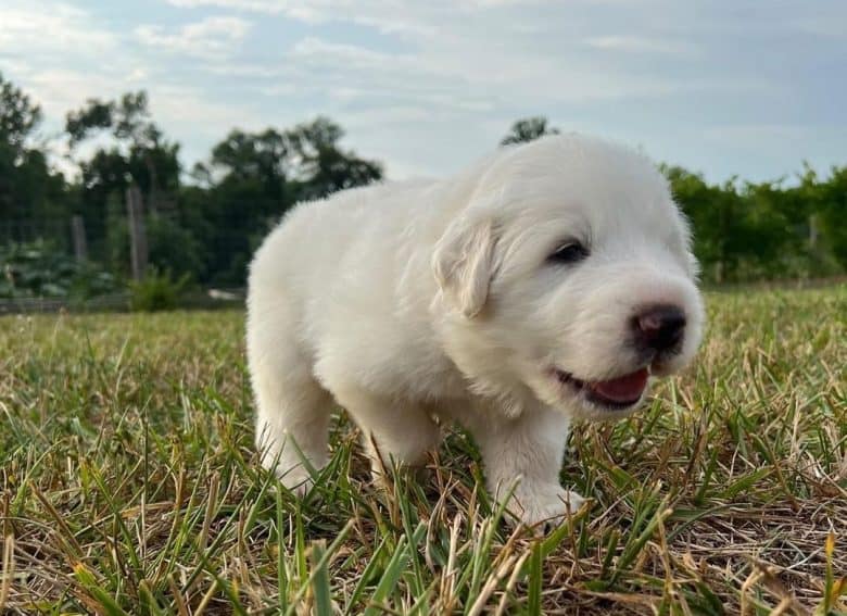 A Great Pyrenees puppy walking in the grass