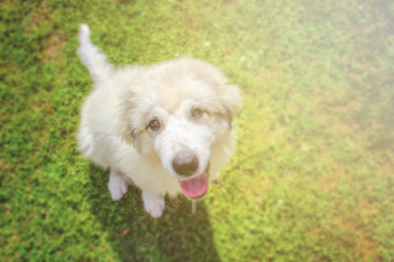 Great Pyrenees Growth and Weight Chart (Male & Female) – The Complete ...