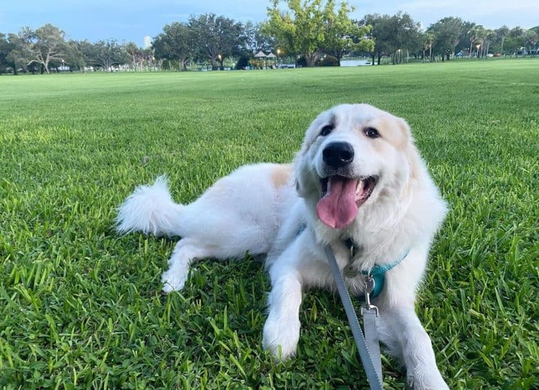 A Great Pyrenees puppy lying down in the grass