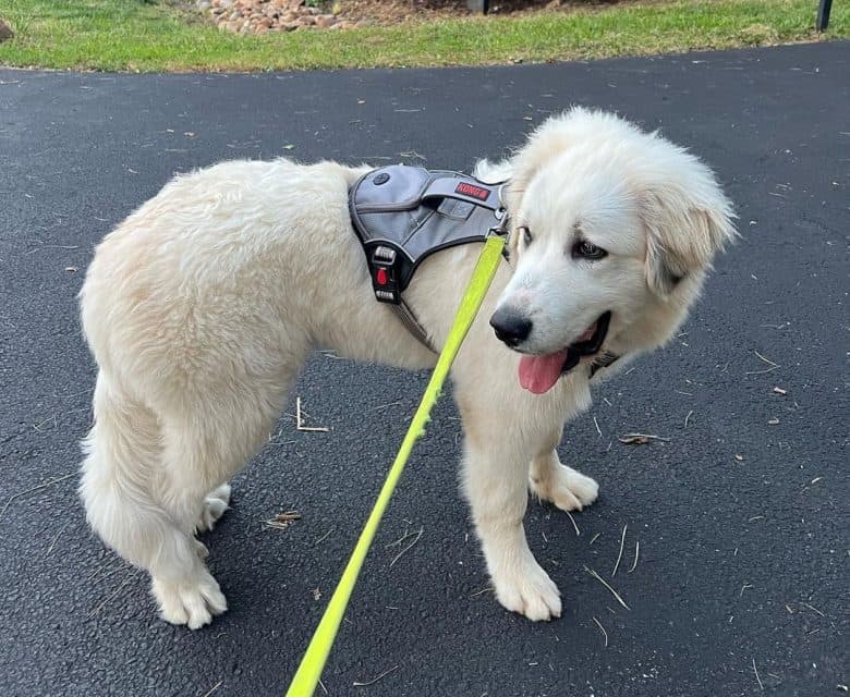 A Great Pyrenees puppy walking