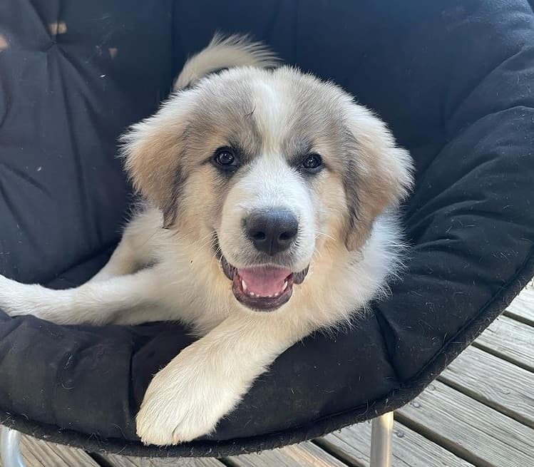 A Great Pyrenees puppy lying down on a chair