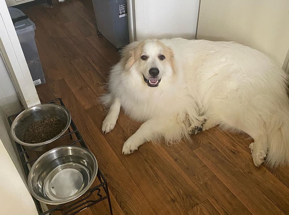 A Great Pyrenees dog with the meal ready